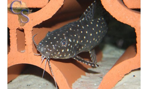 Synodontis angelicus